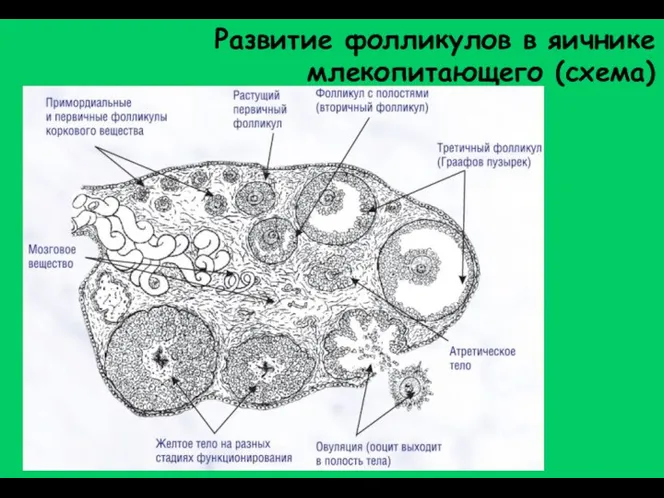 Развитие фолликулов в яичнике млекопитающего (схема)