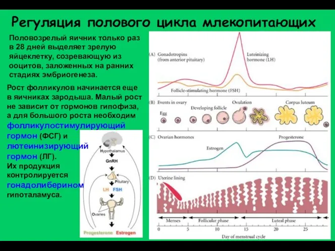 Половозрелый яичник только раз в 28 дней выделяет зрелую яйцеклетку,