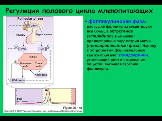 фолликулиновая фаза: растущие фолликулы секретируют всё больше эстрогенов (эстрадиол). Вызывают