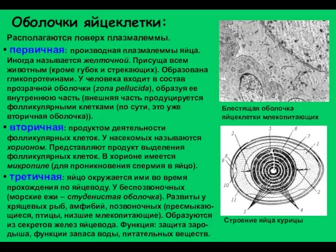 Оболочки яйцеклетки: Располагаются поверх плазмалеммы. первичная: производная плазмалеммы яйца. Иногда