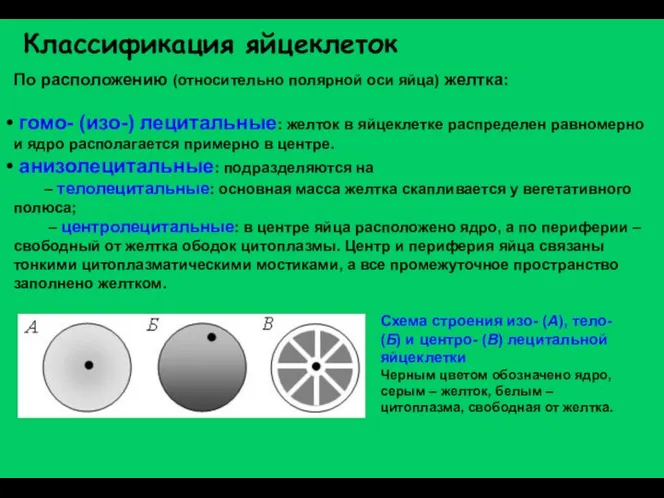 По расположению (относительно полярной оси яйца) желтка: гомо- (изо-) лецитальные: