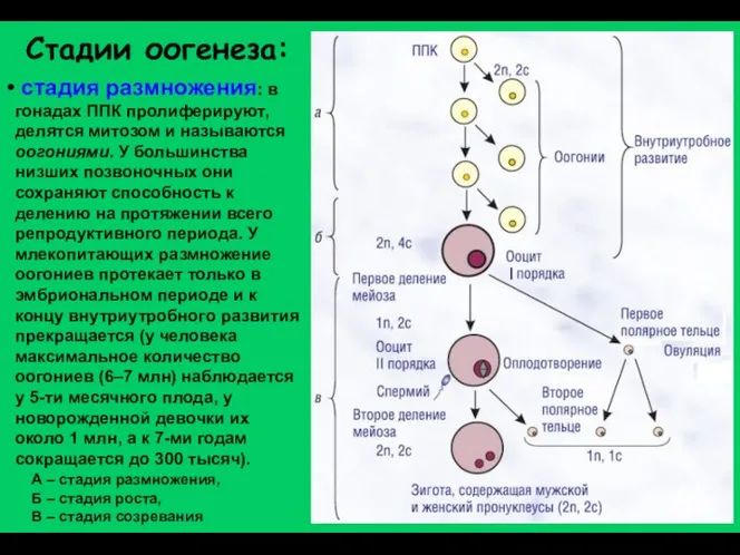 Стадии оогенеза: А – стадия размножения, Б – стадия роста,