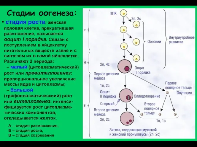 Стадии оогенеза: А – стадия размножения, Б – стадия роста,