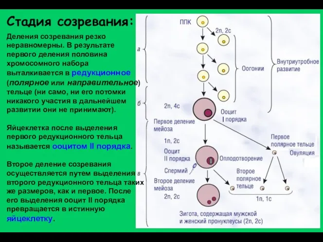 Деления созревания резко неравномерны. В результате первого деления половина хромосомного