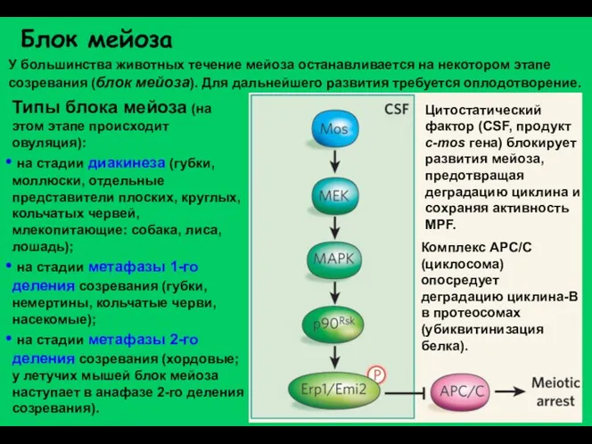 Блок мейоза У большинства животных течение мейоза останавливается на некотором