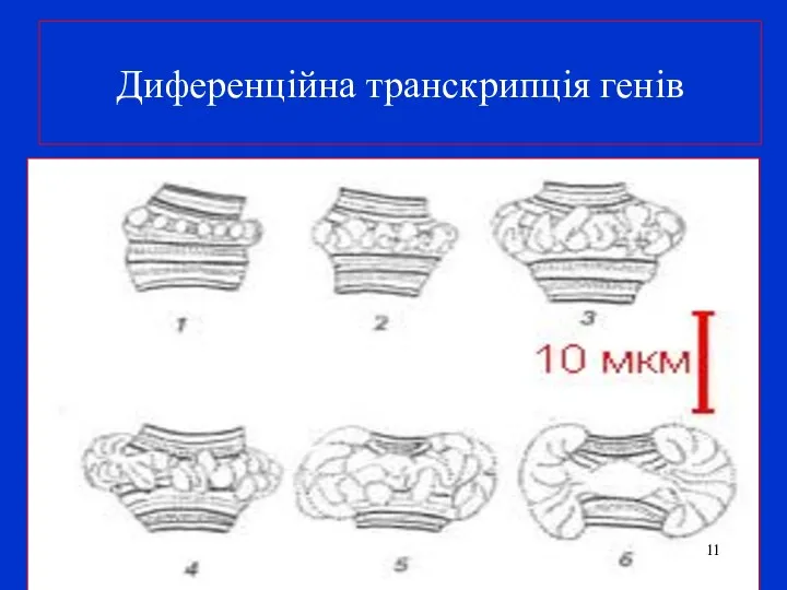 Диференційна транскрипція генів