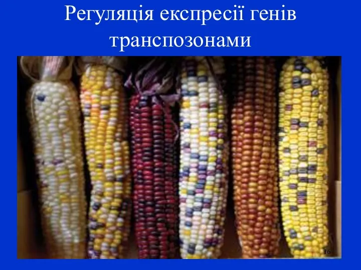 Регуляція експресії генів транспозонами