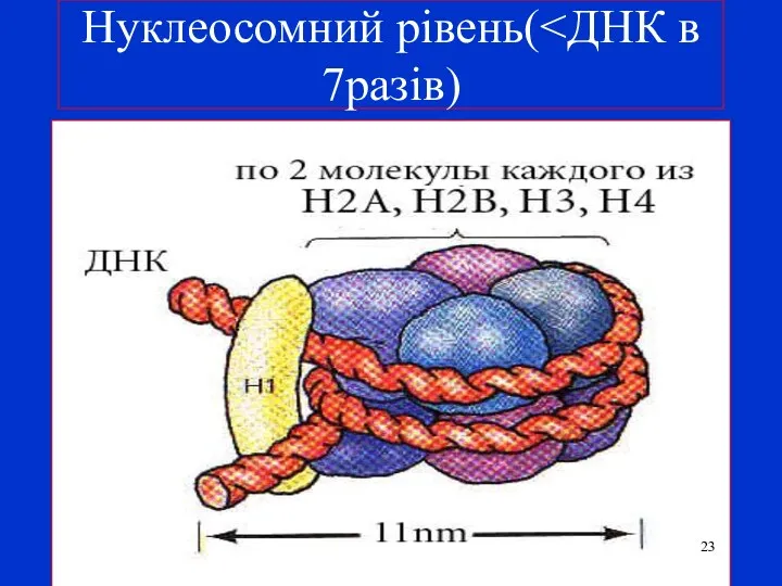 Нуклеосомний рівень(