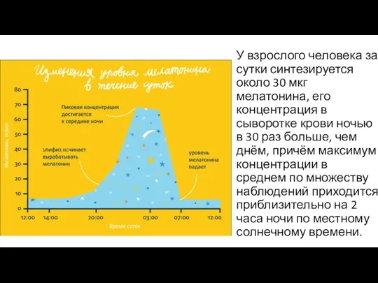 У взрослого человека за сутки синтезируется около 30 мкг мелатонина,