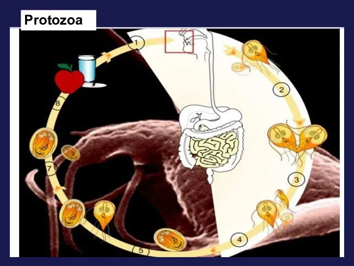 Protozoa