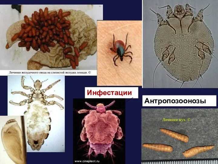 Антропозоонозы Инфестации