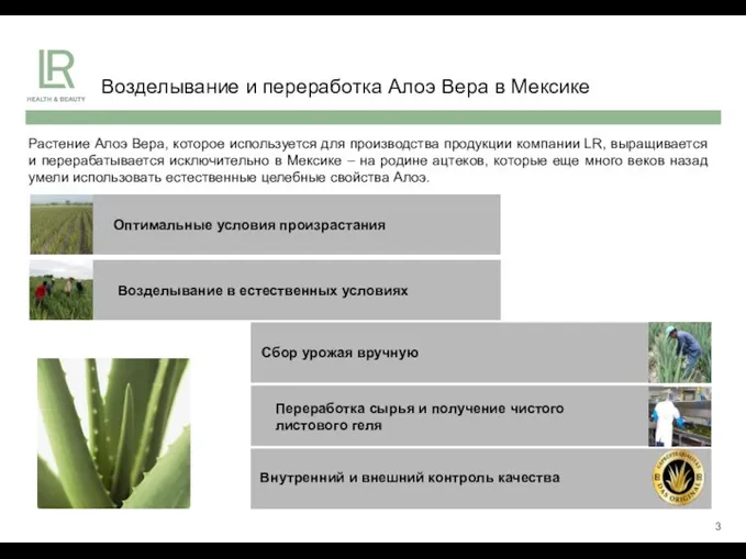 Возделывание и переработка Алоэ Вера в Мексике Растение Алоэ Вера, которое используется для