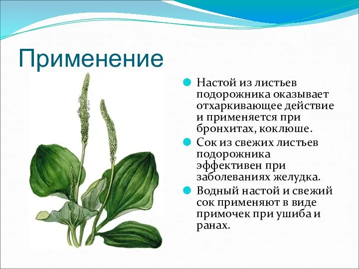 Применение Настой из листьев подорожника оказывает отхаркивающее действие и применяется