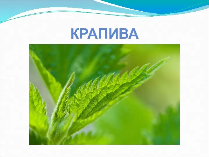 КРАПИВА