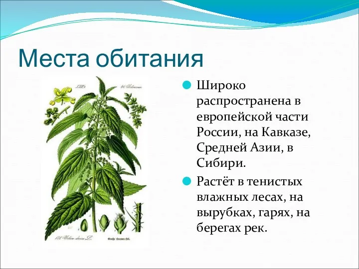 Места обитания Широко распространена в европейской части России, на Кавказе,