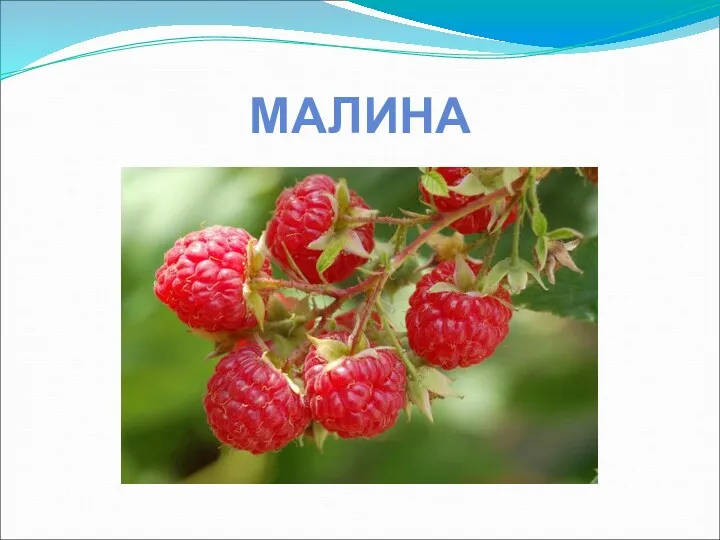 МАЛИНА