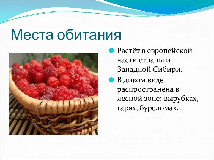 Места обитания Растёт в европейской части страны и Западной Сибири.