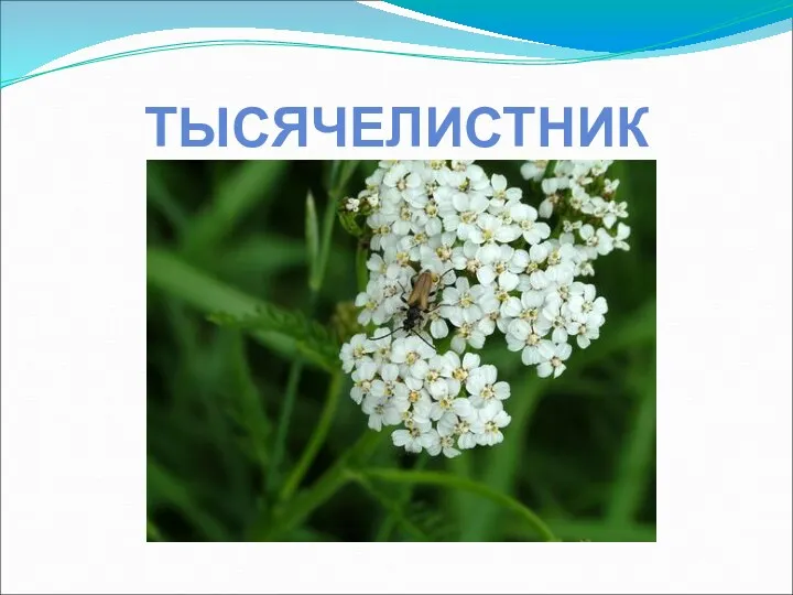 ТЫСЯЧЕЛИСТНИК