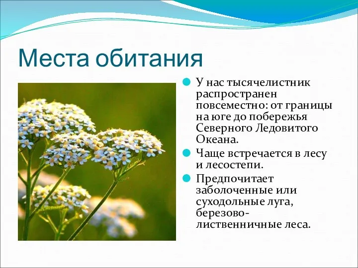 Места обитания У нас тысячелистник распространен повсеместно: от границы на