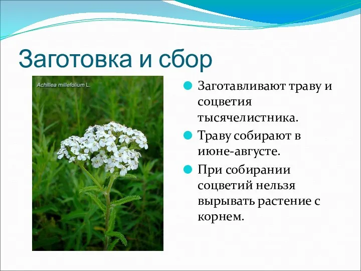 Заготовка и сбор Заготавливают траву и соцветия тысячелистника. Траву собирают