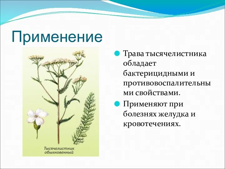 Применение Трава тысячелистника обладает бактерицидными и противовоспалительными свойствами. Применяют при болезнях желудка и кровотечениях.