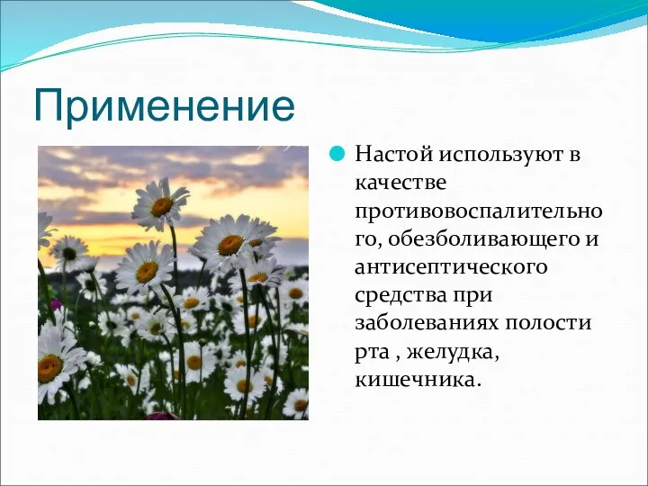 Применение Настой используют в качестве противовоспалительного, обезболивающего и антисептического средства