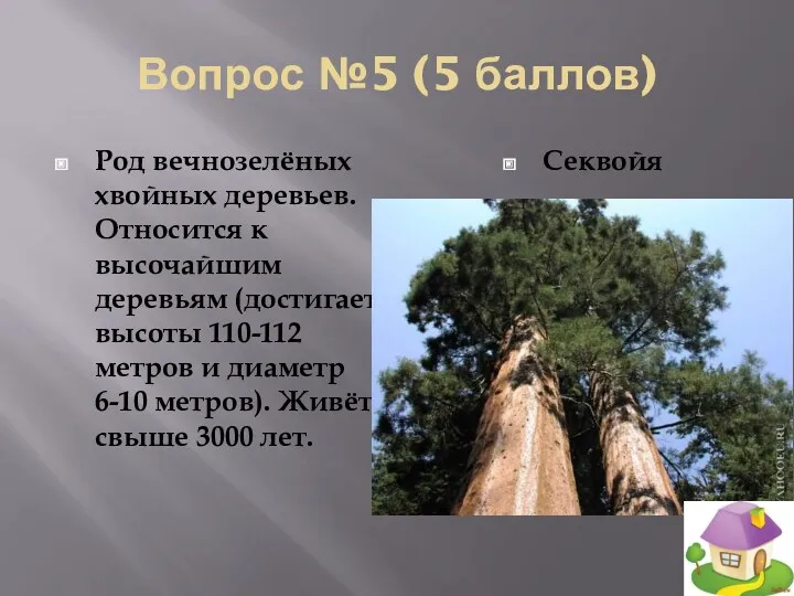 Вопрос №5 (5 баллов) Род вечнозелёных хвойных деревьев. Относится к высочайшим деревьям (достигает
