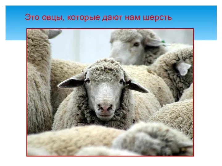 . Это овцы, которые дают нам шерсть