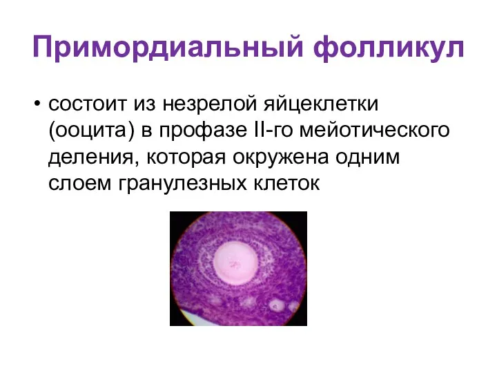 Примордиальный фолликул состоит из незрелой яйце­клетки (ооцита) в профазе II-го