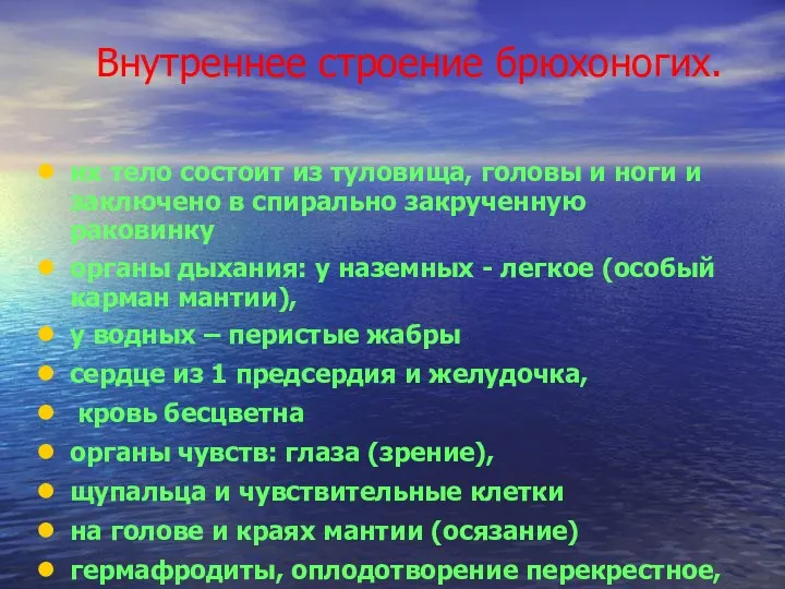 Внутреннее строение брюхоногих. их тело состоит из туловища, головы и