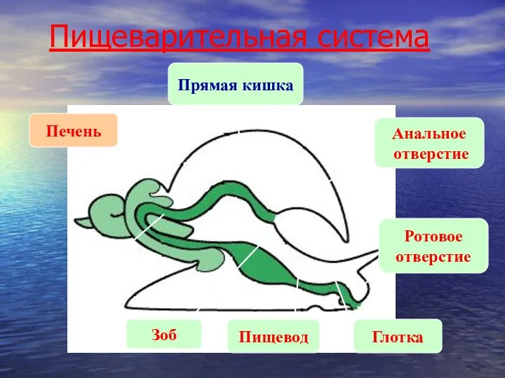 Пищеварительная система Анальное отверстие Ротовое отверстие Глотка Пищевод Зоб Прямая кишка Печень