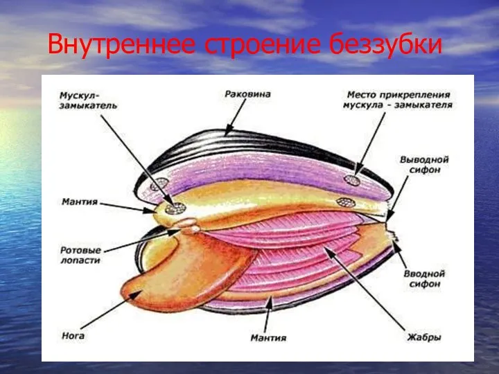 Внутреннее строение беззубки