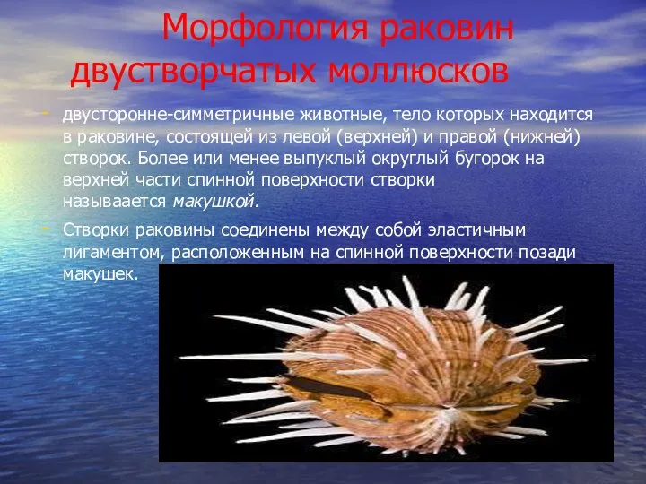 Морфология раковин двустворчатых моллюсков двусторонне-симметричные животные, тело которых находится в