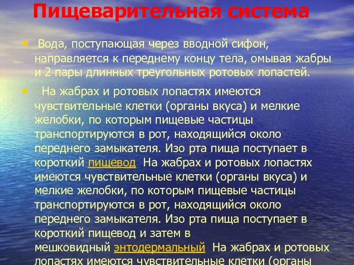 Пищеварительная система Вода, поступающая через вводной сифон, направляется к переднему