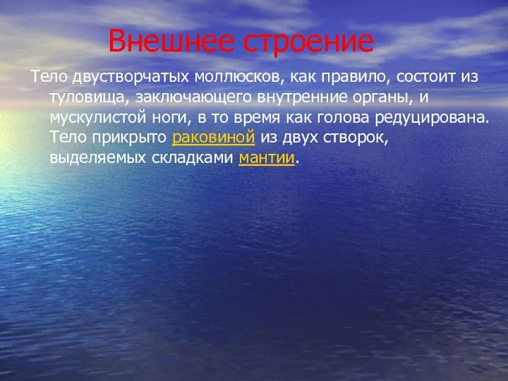 Внешнее строение Тело двустворчатых моллюсков, как правило, состоит из туловища,