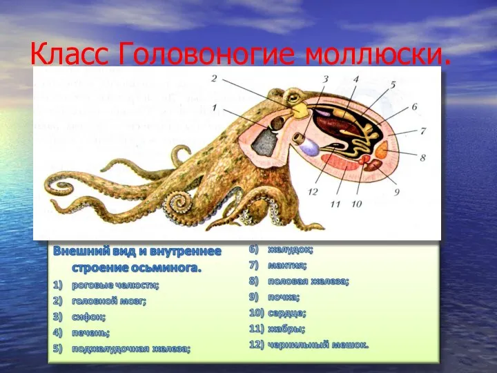 Класс Головоногие моллюски.