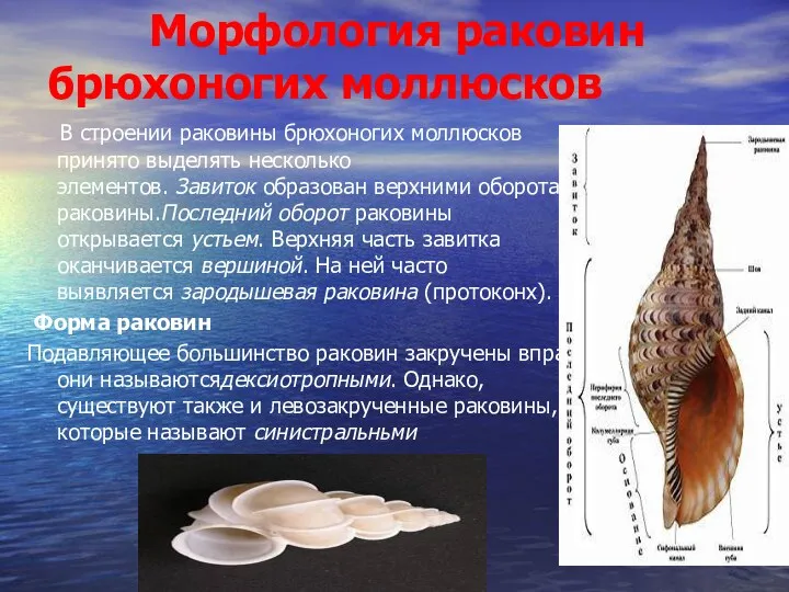 Морфология раковин брюхоногих моллюсков В строении раковины брюхоногих моллюсков принято