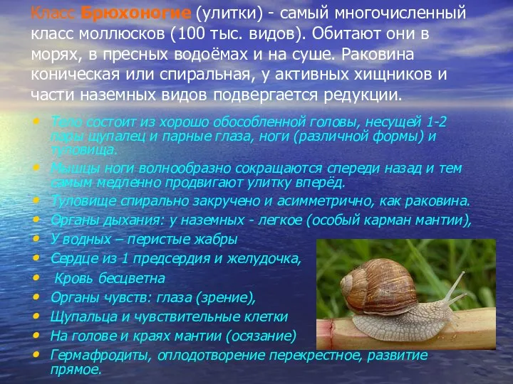 Класс Брюхоногие (улитки) - самый многочисленный класс моллюсков (100 тыс.