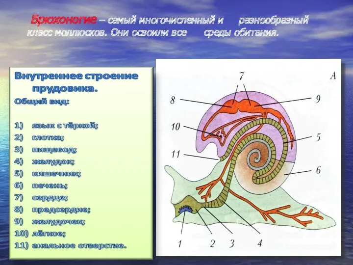 Брюхоногие – самый многочисленный и разнообразный класс моллюсков. Они освоили все среды обитания.