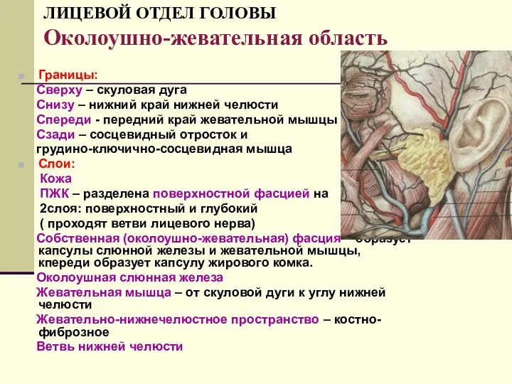 ЛИЦЕВОЙ ОТДЕЛ ГОЛОВЫ Околоушно-жевательная область Границы: Сверху – скуловая дуга