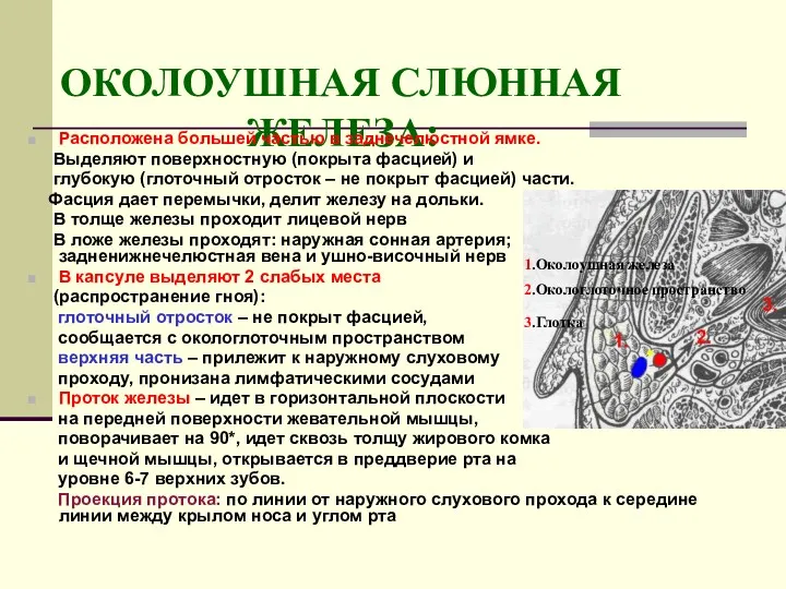 ОКОЛОУШНАЯ СЛЮННАЯ ЖЕЛЕЗА: Расположена большей частью в заднечелюстной ямке. Выделяют