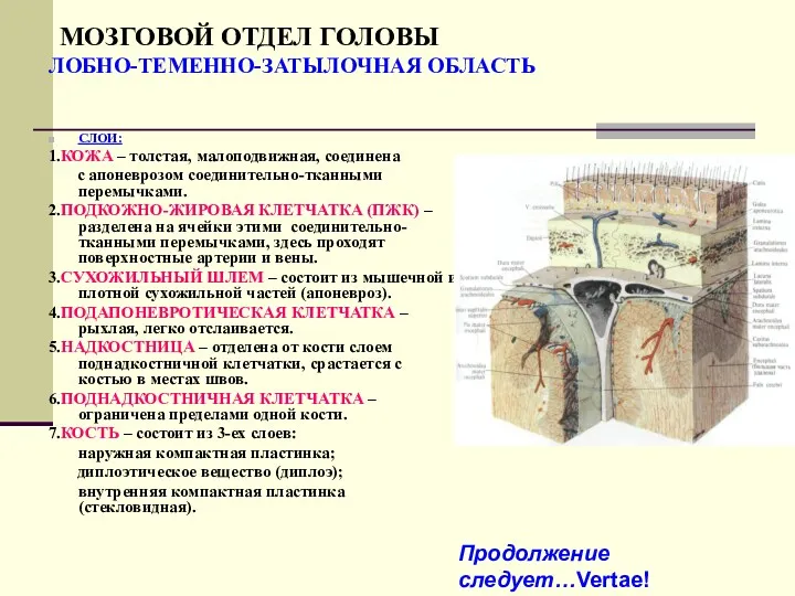 МОЗГОВОЙ ОТДЕЛ ГОЛОВЫ ЛОБНО-ТЕМЕННО-ЗАТЫЛОЧНАЯ ОБЛАСТЬ СЛОИ: 1.КОЖА – толстая, малоподвижная,