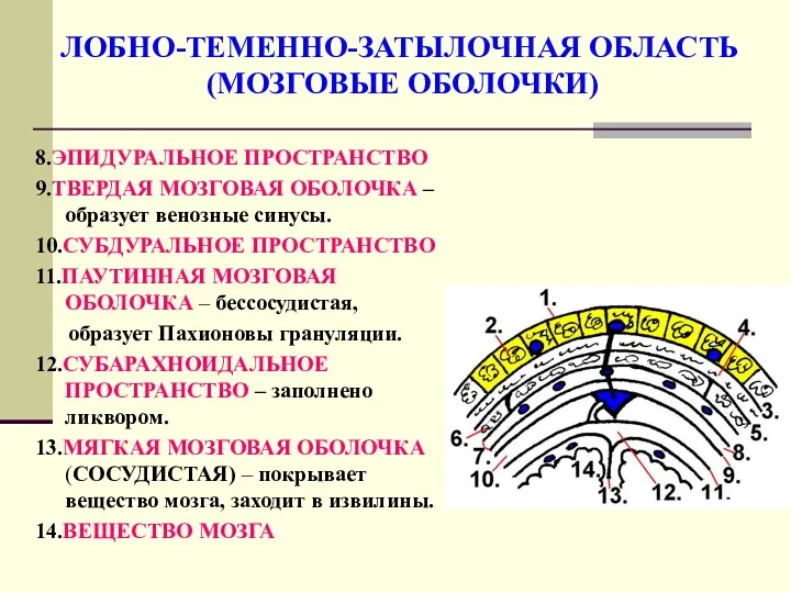 ЛОБНО-ТЕМЕННО-ЗАТЫЛОЧНАЯ ОБЛАСТЬ (МОЗГОВЫЕ ОБОЛОЧКИ) 8.ЭПИДУРАЛЬНОЕ ПРОСТРАНСТВО 9.ТВЕРДАЯ МОЗГОВАЯ ОБОЛОЧКА –