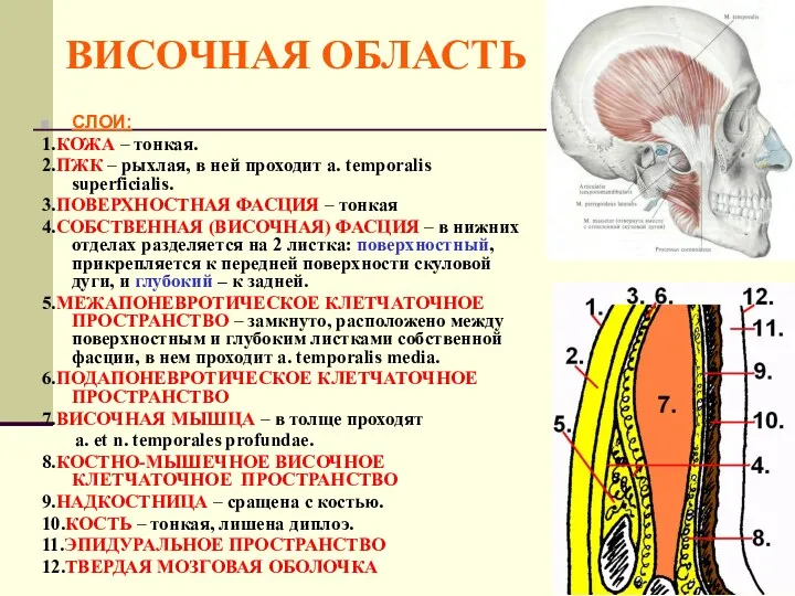 ВИСОЧНАЯ ОБЛАСТЬ СЛОИ: 1.КОЖА – тонкая. 2.ПЖК – рыхлая, в