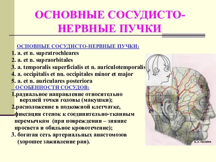 ОСНОВНЫЕ СОСУДИСТО- НЕРВНЫЕ ПУЧКИ ОСНОВНЫЕ СОСУДИСТО-НЕРВНЫЕ ПУЧКИ: 1. a. et