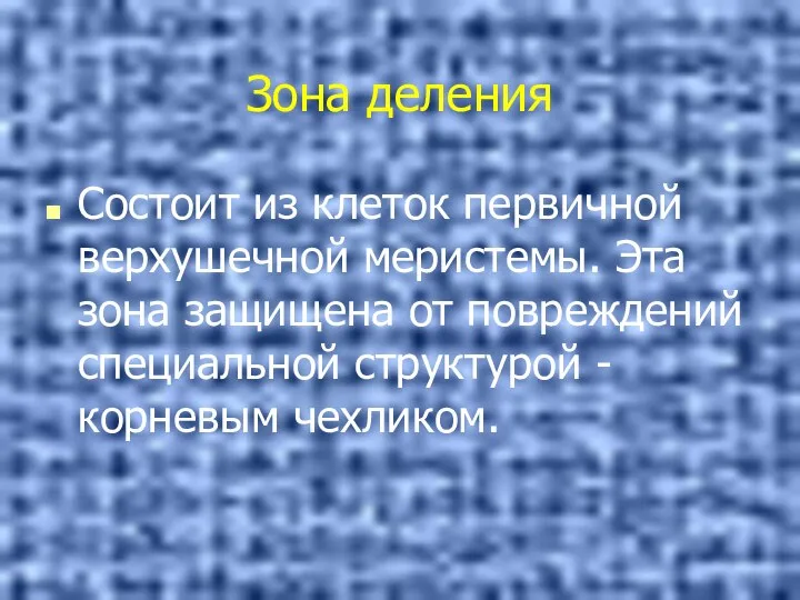 Зона деления Состоит из клеток первичной верхушечной меристемы. Эта зона