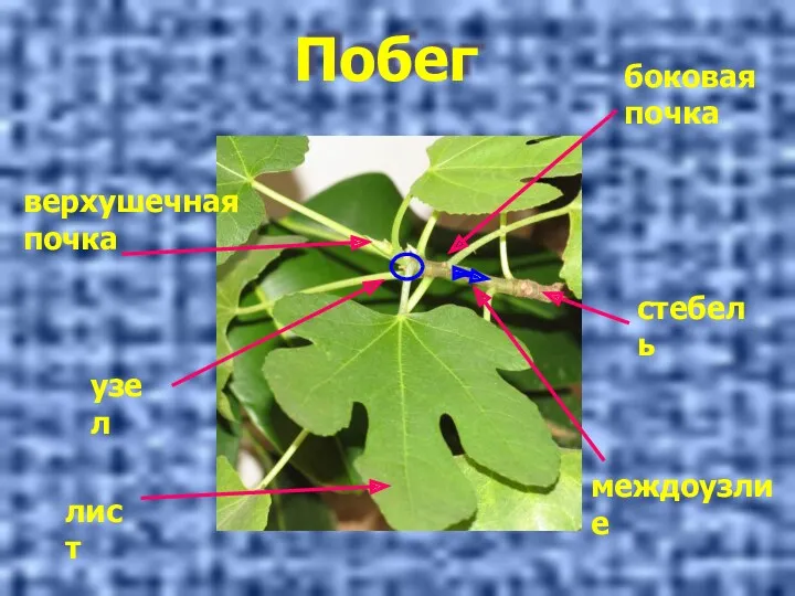 Побег лист узел верхушечная почка междоузлие стебель боковая почка