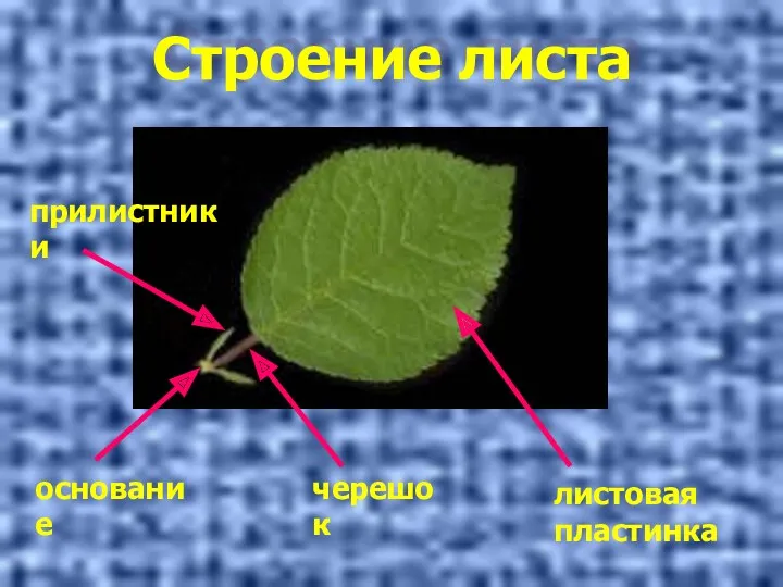 Строение листа листовая пластинка черешок основание прилистники