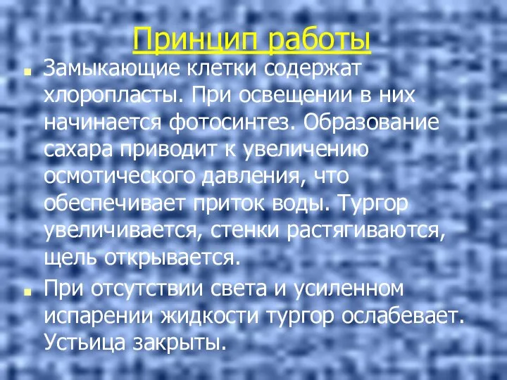 Принцип работы Замыкающие клетки содержат хлоропласты. При освещении в них