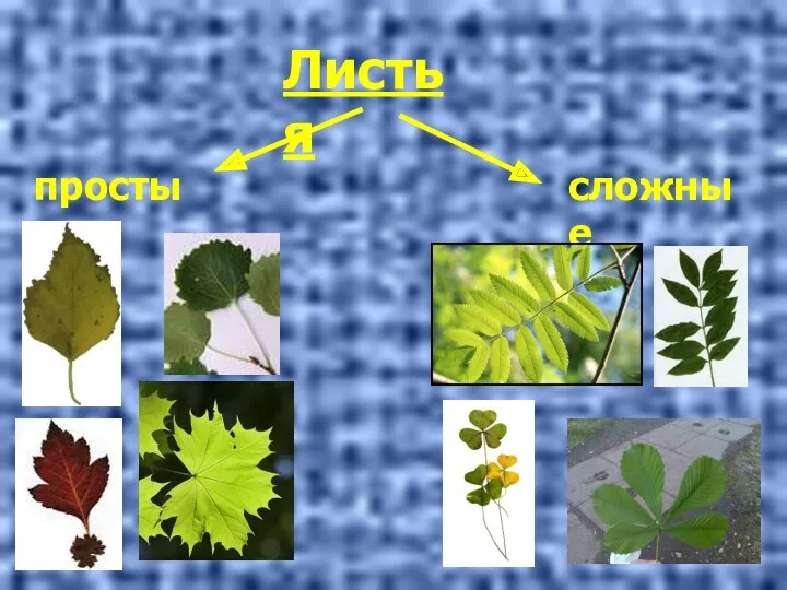 Листья простые сложные